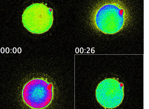 Human life begins in bright flash of light as a sperm meets an egg.