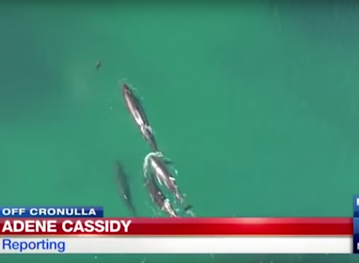 Drone pilot captures incredible footage of a whale pod hunting and killing a shark