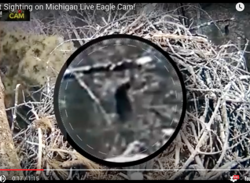 Is This a Bigfoot Sighting on Michigan Live Eagle Cam?