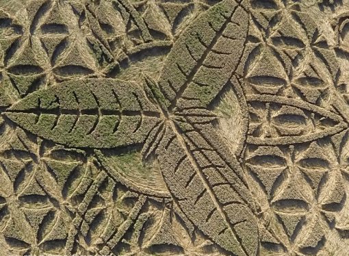 An incredible “crop circle” made its appearance in Ansty, near Salisbury, Wiltshire