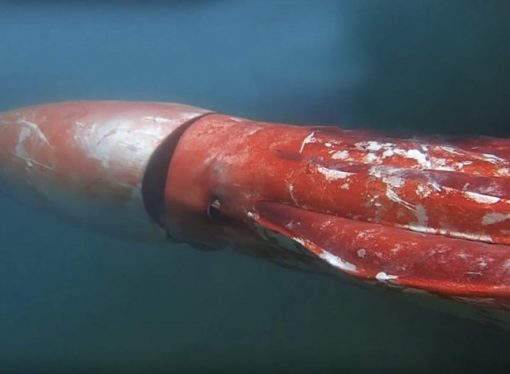 Confirmed: This giant squid video is the REAL thing