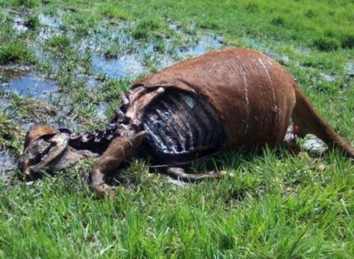 Cow mutilations in ranches near Trinidad, southern-most part of Colorado