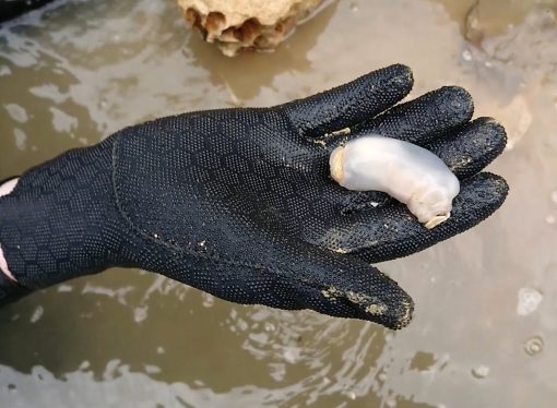 This rock-eating ‘worm’ could change the course of rivers