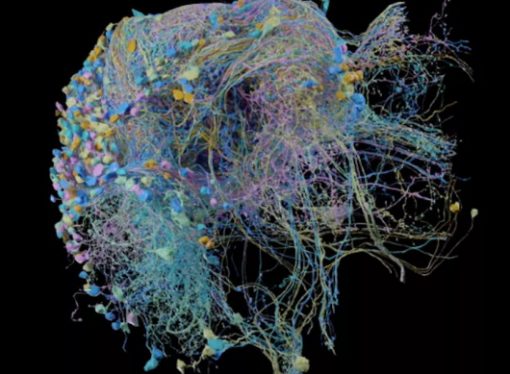 Google Assists in Publishing the Largest High-Res Image of Brain Connectivity