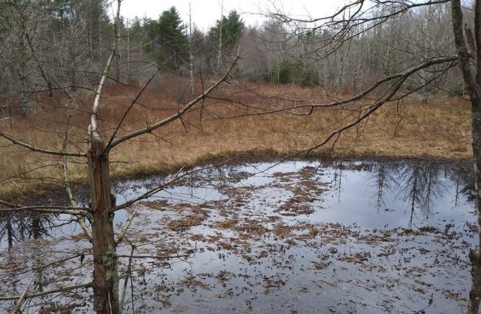 Mountain swamp known for Bigfoot sightings is being saved by NC conservationists