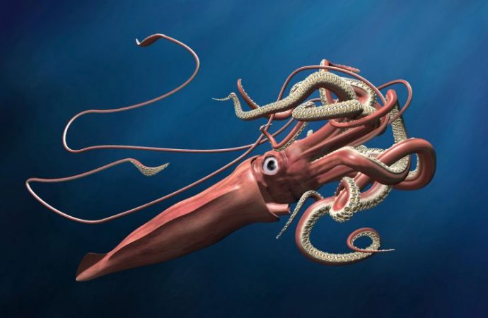 The mysterious, legendary giant squid’s genome is revealed