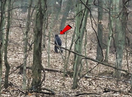 2 men claim ‘Bigfoot’ sighting in Ohio, video goes viral