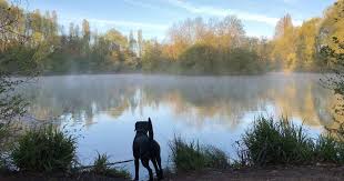 Did this dog just get spooked by a ghost on the water?