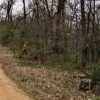 Viral ‘Bigfoot’ photos at Turkey Mountain apart of city-park social distancing campaign