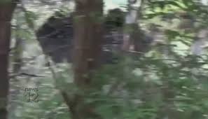 Bigfoot researcher: Woman chased by Bigfoot in Hyde Park