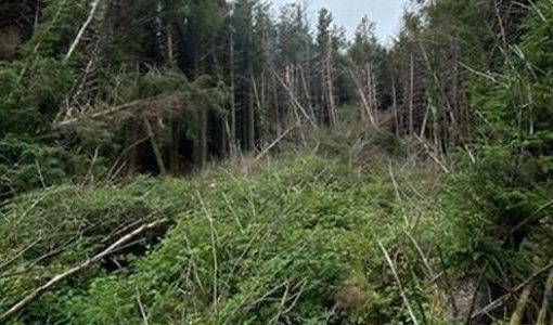 Man discovers ‘UFO crash site’ in the woods