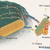 Biocompatible TeSex nano-alloys for PT/PA/CT/PET imaging-guided NIR-II-photothermal therapy