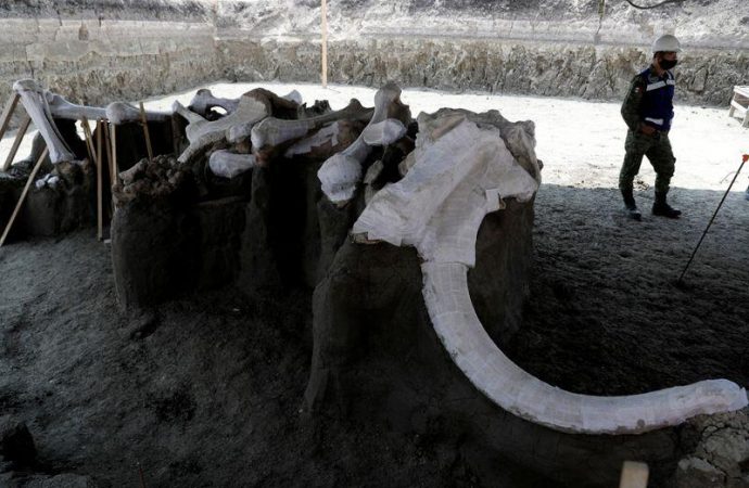 Mexican airport site emerges as major graveyard of Ice Age mammoths