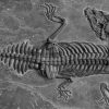 A surprisingly tiny ancient sea monster lurked in shallow waters