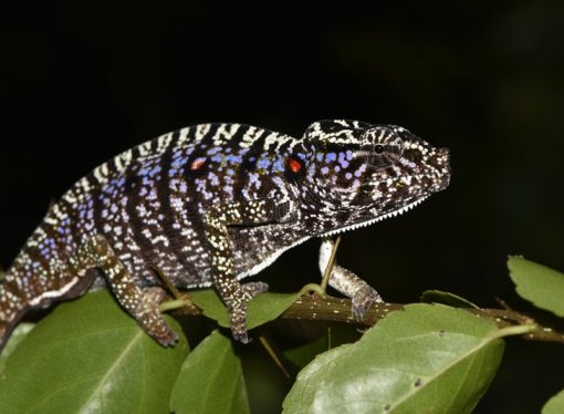 Scientists find Madagascar chameleon last seen 100 years ago