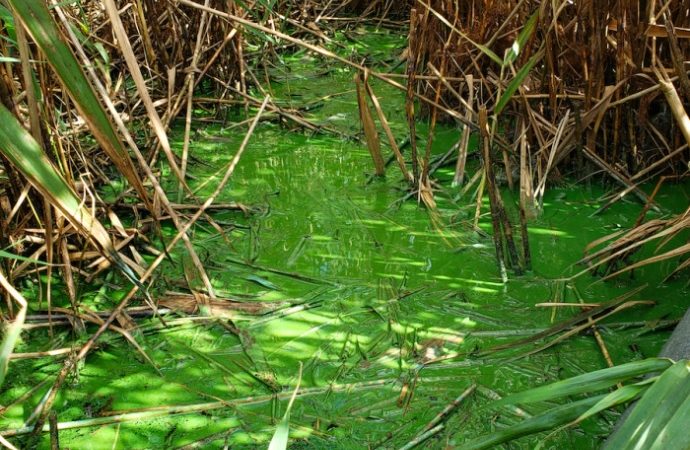 ‘Very Fast Death Factor’ being released from algal blooms, scientists find