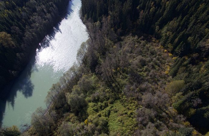 Ancient Indigenous forest gardens still yield bounty 150 years later: study