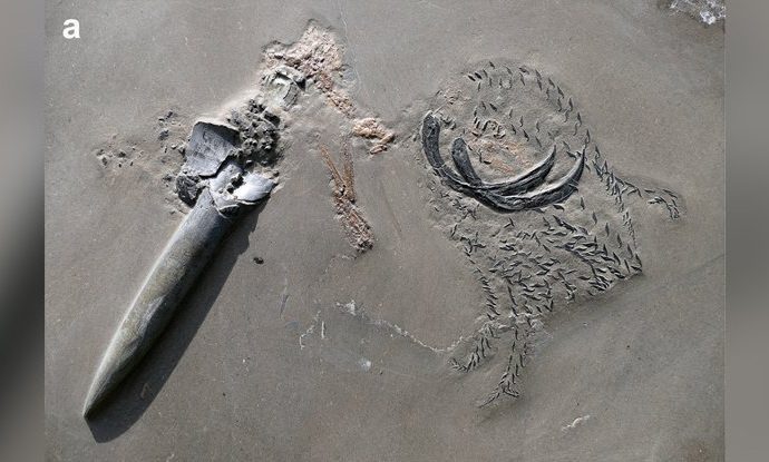 Fantastical Jurassic Fossil Shows Crustacean Eaten by Squid Eaten by Shark