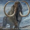 Tusk reveals woolly mammoth’s massive lifetime mileage