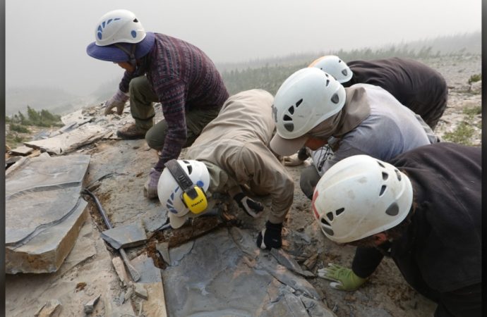 ‘Gasps all around:’ New Burgess Shale fossil sheds light on the evolution of bigness